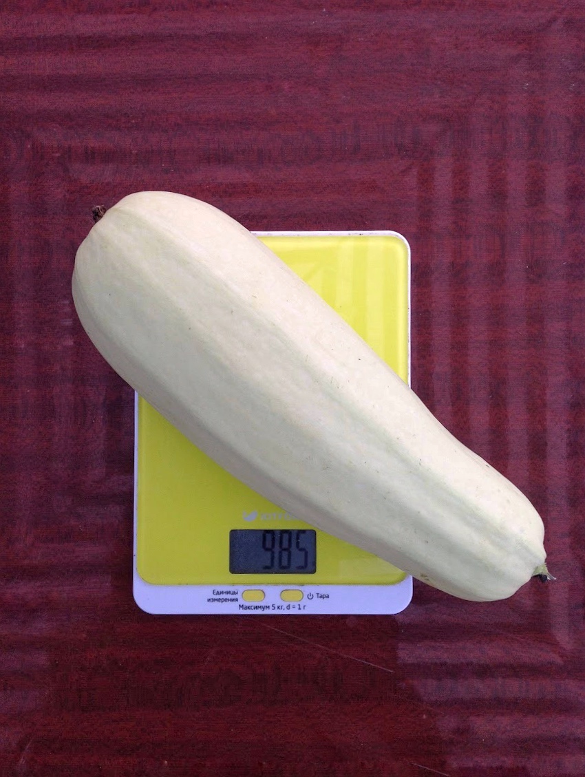 the weight of a homemade courgette