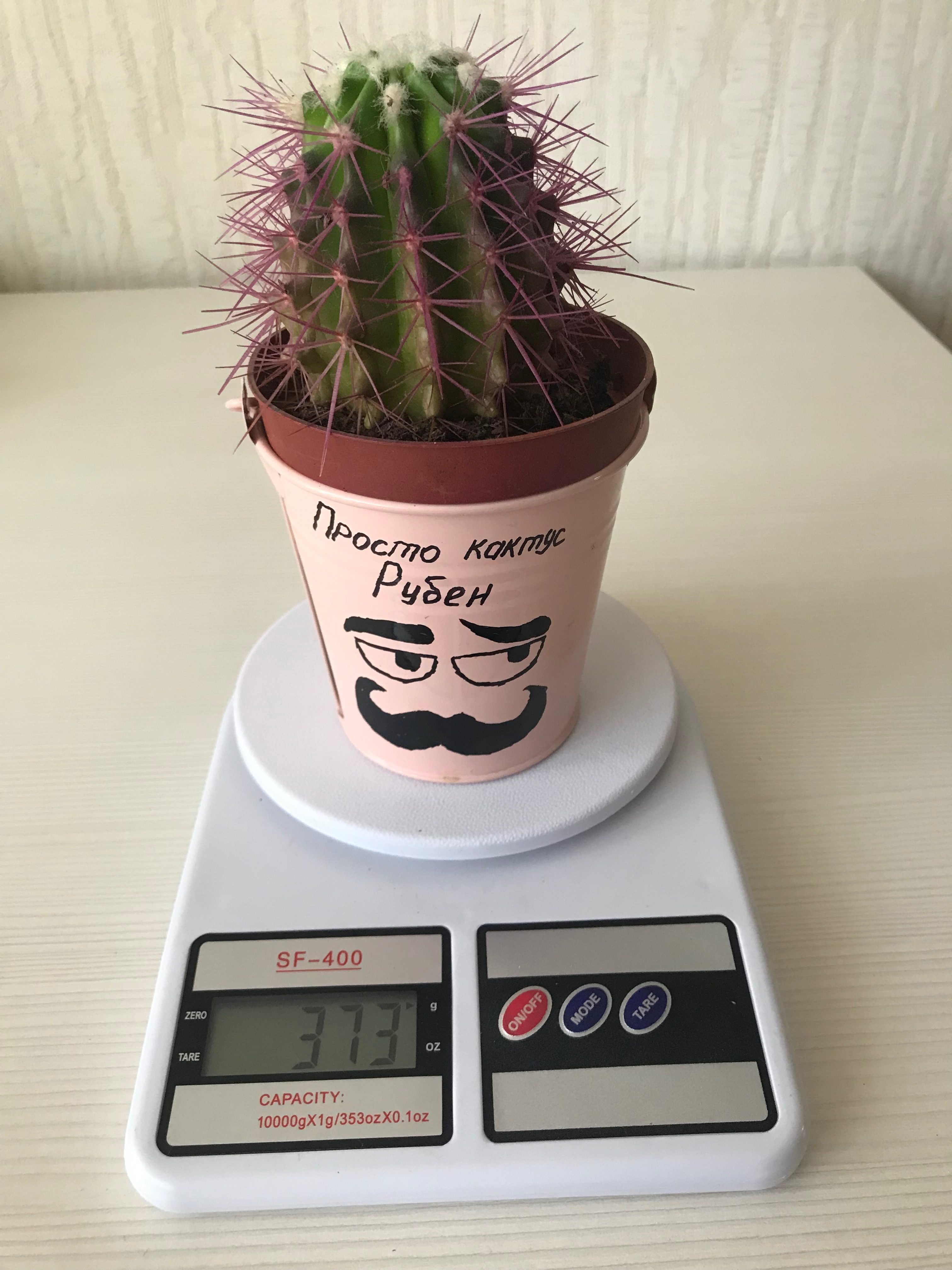 How much does a cactus weigh in a bucket?
