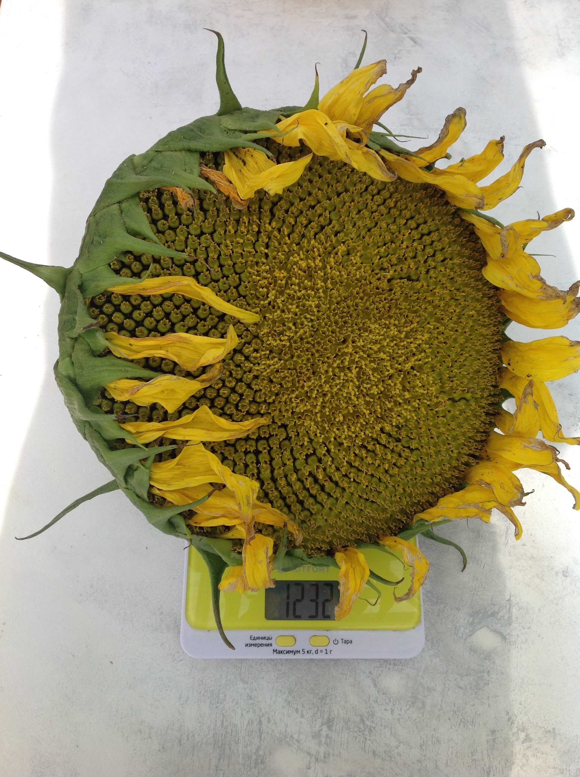 Колко тежи средно един слънчоглед?