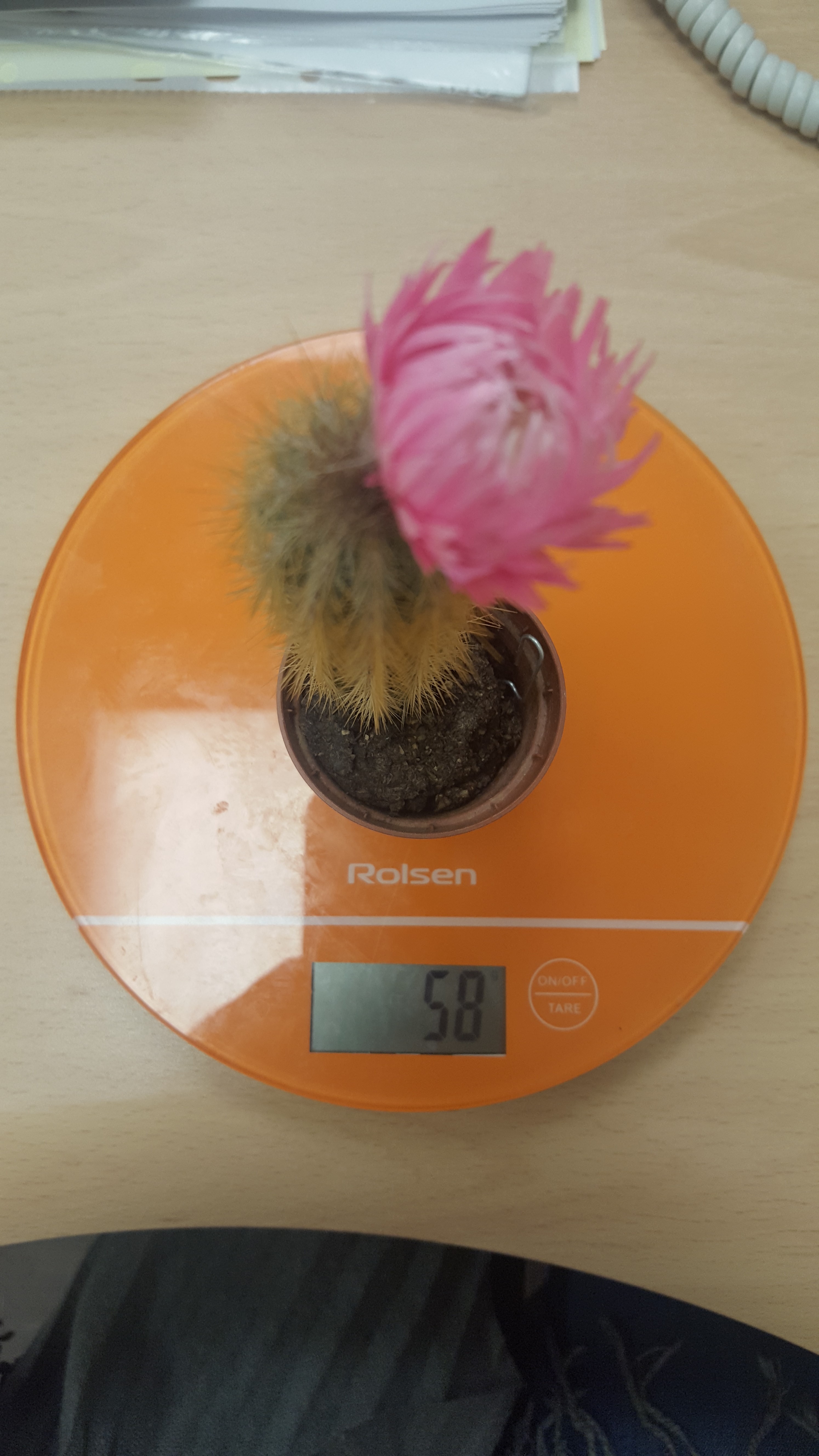 dirbtinis kaktuso svoris